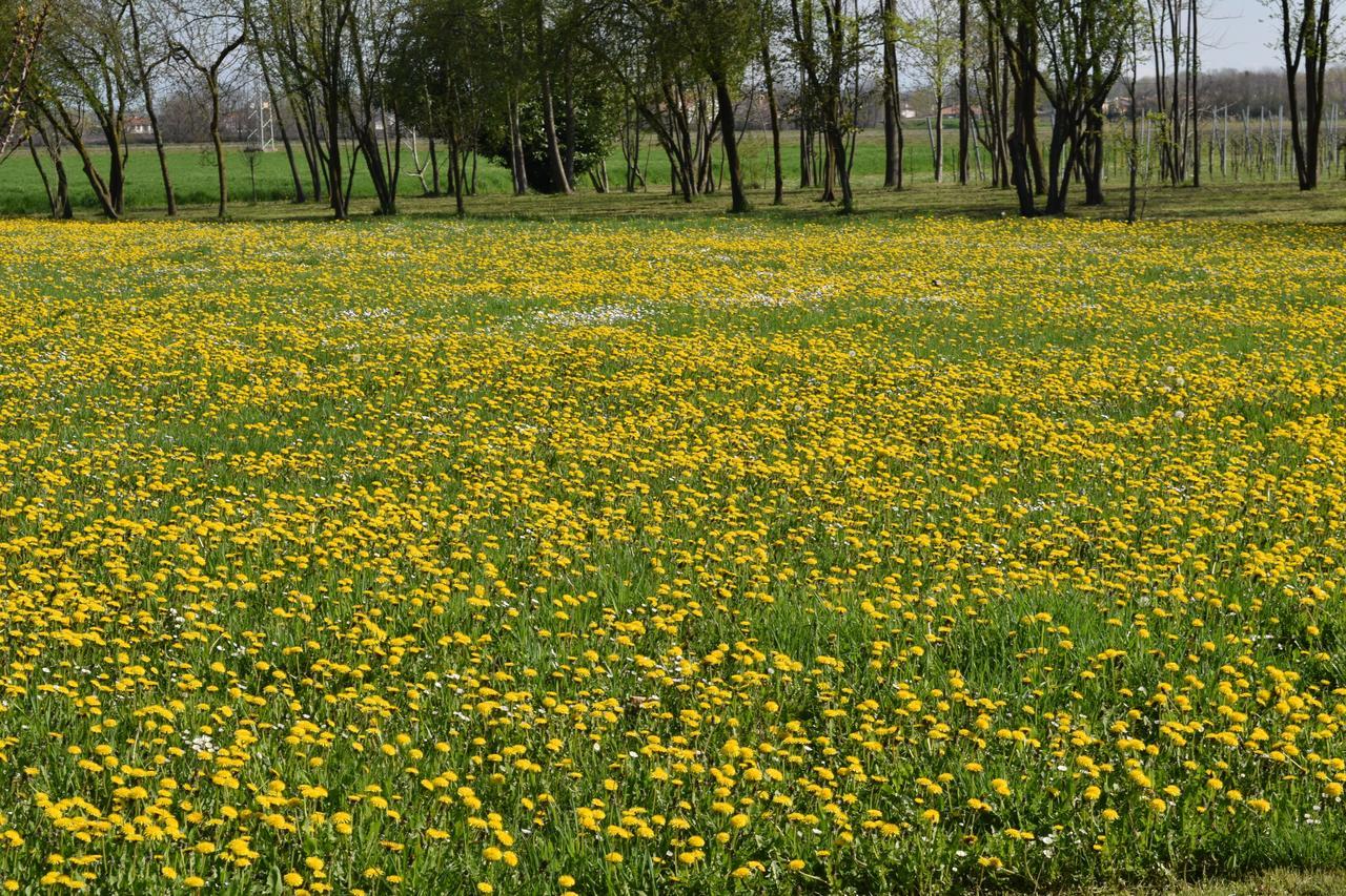 Al Vecchio Fienile Bed & Breakfast San Michele al Tagliamento Eksteriør bilde