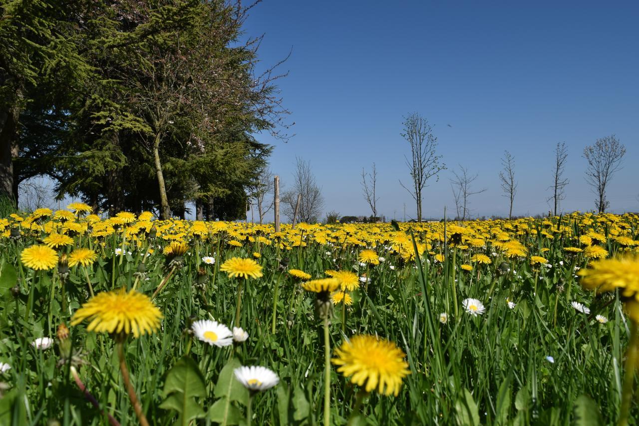 Al Vecchio Fienile Bed & Breakfast San Michele al Tagliamento Eksteriør bilde