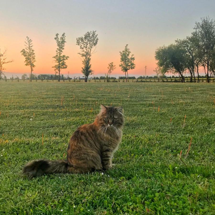 Al Vecchio Fienile Bed & Breakfast San Michele al Tagliamento Eksteriør bilde